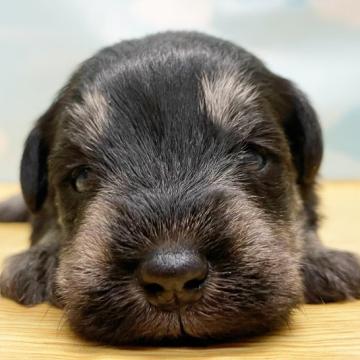 ミニチュアシュナウザー【東京都・男の子・2022年11月27日・ブラック&シルバー】の写真「⭐️可愛いお顔立ちの男の子⭐️」