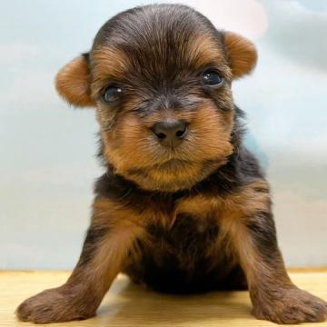 ヨークシャーテリア【東京都・女の子・2022年11月27日・スティールブルー&タン】の写真「⭐️ちびちびサイズのヨーキー4姉妹⭐️」