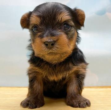 ヨークシャーテリア【東京都・女の子・2022年11月27日・スティールブルー&タン】の写真「⭐️ちびちびサイズのヨーキー4姉妹⭐️」