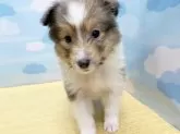 シェットランドシープドッグ【東京都・女の子・2024年7月7日・セーブル&ホワイト】の写真4