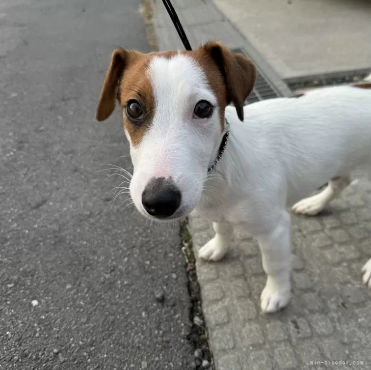 ID：2411-02515の子犬
