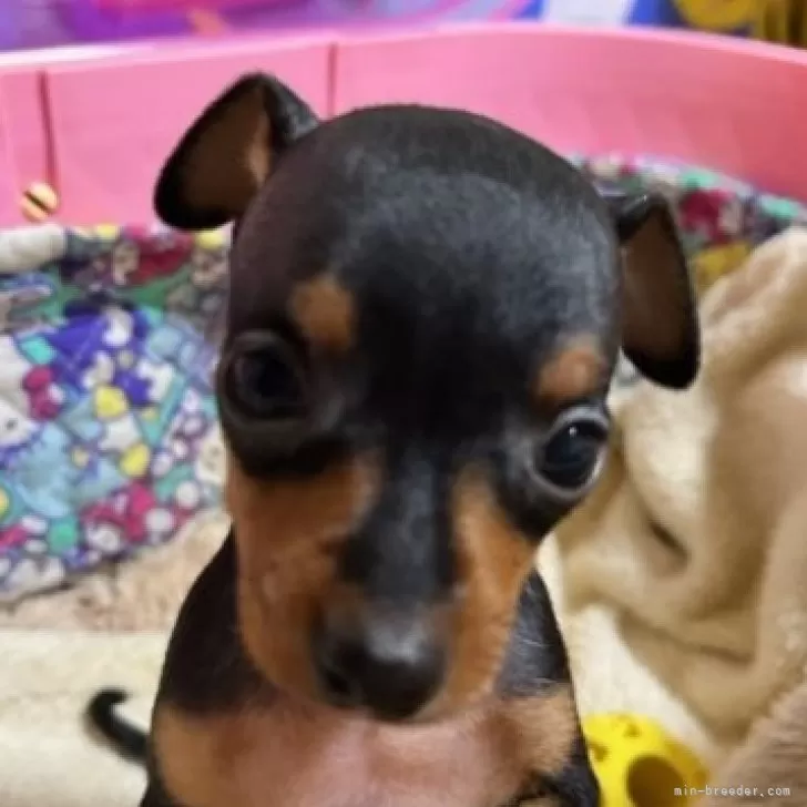 ID:2407-03847の子犬