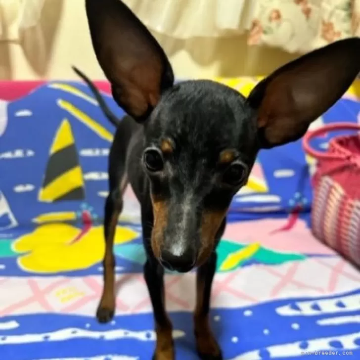 M.Y 様のお迎えした子犬