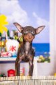 ミニチュアピンシャー【・男の子・2021年12月10日・チョコタン】