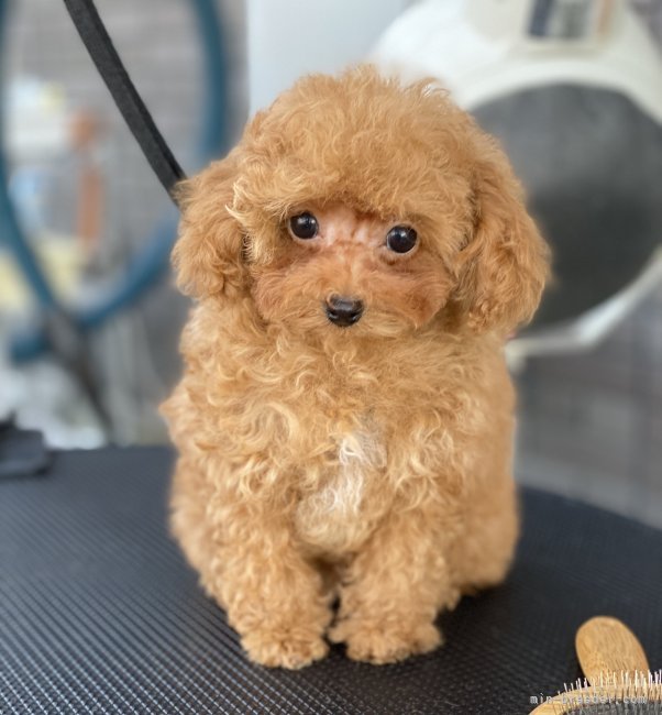 当犬舎のマイクロティーカップドワーフタイプです💕｜高木　美和(たかぎ　みわ)ブリーダー(熊本県・トイプードルなど・JKC登録)の紹介写真1