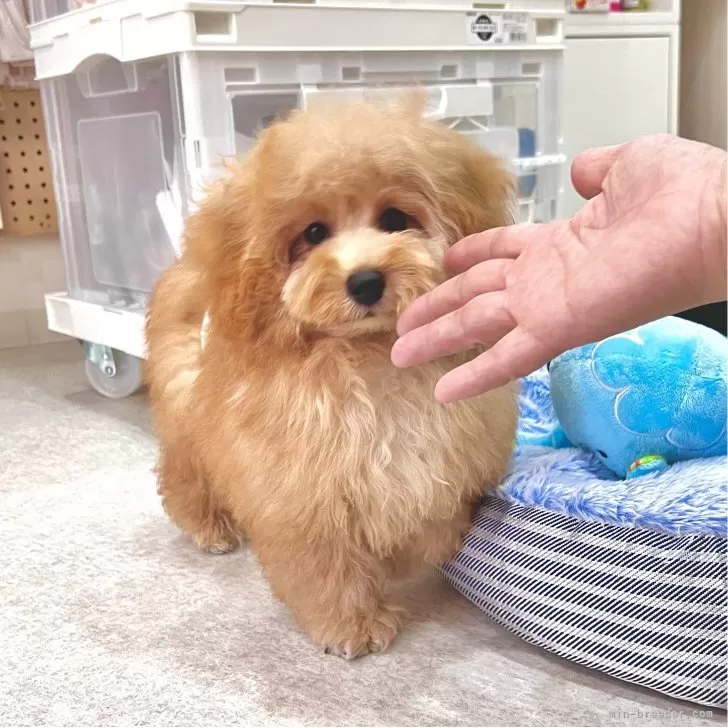 タイニープードル【熊本県・男の子・2025年5月30日・アプリコット】の写真1「超ドワーフタイプです🥹💘💖」