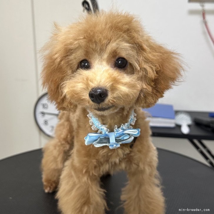 ブリーダー画像