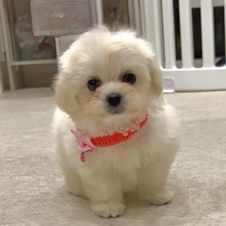 ID：2510-04420の子犬