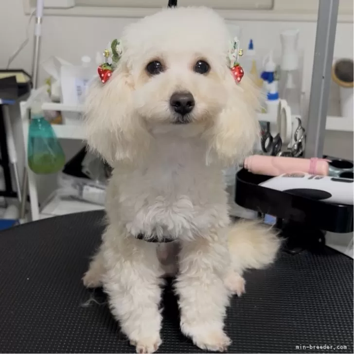 モコ 様のお迎えした子犬