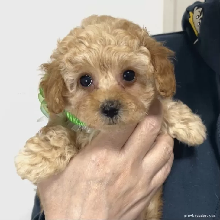 ID：2503-07805の子犬