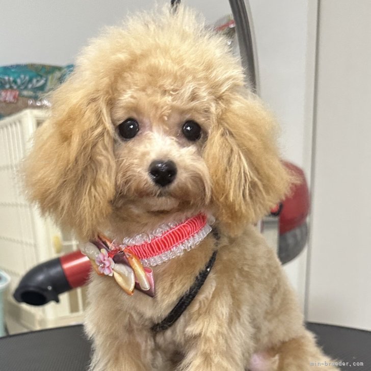 ブリーダー画像