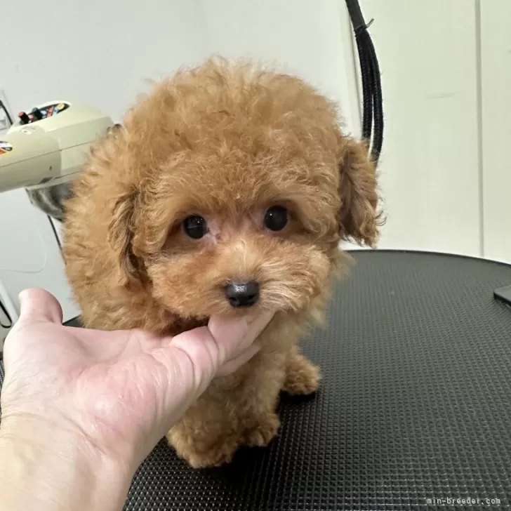 ID：2501-04637の子犬