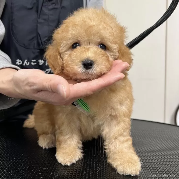 ミカ 様のお迎えした子犬