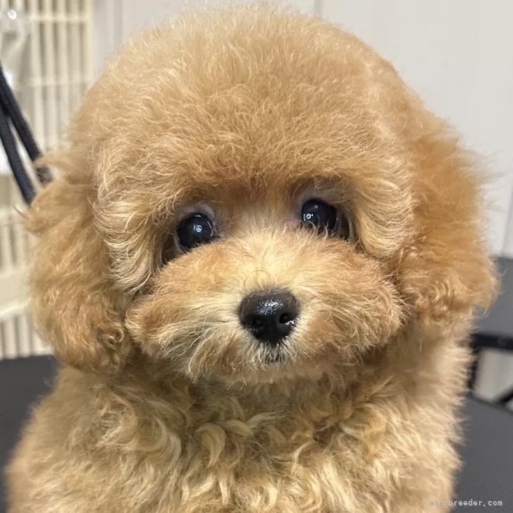 ID：2506-07544の子犬