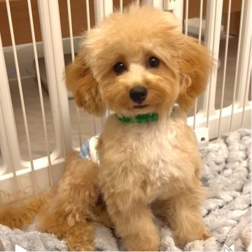 トイプードル(タイニー)【熊本県・男の子・2025年5月30日・アプリコット】の写真「💖超ドワーフタイプ🐾💕超大人しい😭💘💗」