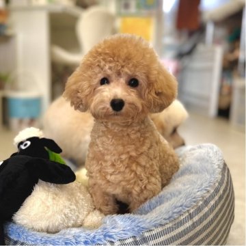 タイニープードル【熊本県・男の子・2025年3月3日・アプリコット】の写真「愛嬌たっぷり🍀イケメンです💕」