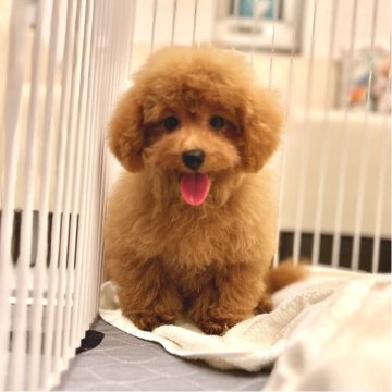タイニープードル【熊本県・男の子・2025年5月10日・レッド】の写真「ドワーフタイプポテポテ🐾落ち着いてます🍀🥰」