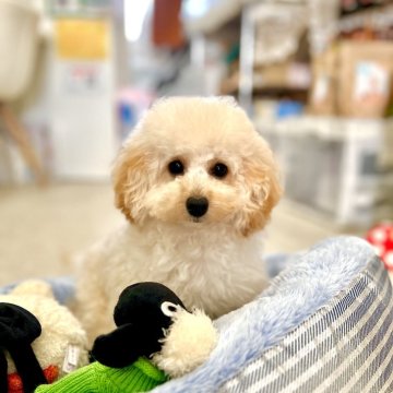 トイプードル(タイニー)【熊本県・女の子・2025年3月3日・シャンパン】の写真「ドワーフタイプ🐾💘おっとりのんびり物静な子🫧」