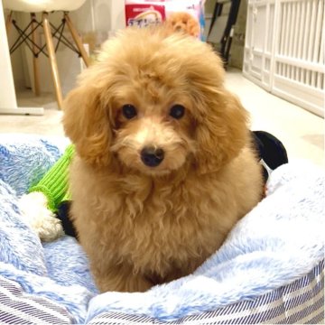 タイニープードル【熊本県・男の子・2025年5月10日・アプリコット】の写真「とっても賢い子🥰落ち着いてます🍀💕」