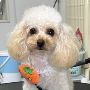 トイプードル(ティーカップ)【熊本県・女の子・2024年11月16日・アプリコット、シャンパン】の写真「🌹一歳で販売終了‼賢くおとなしい😍愛嬌◎💖」