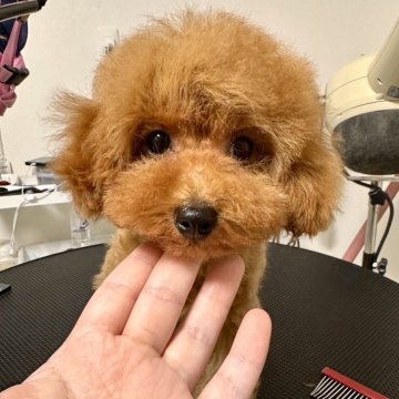 トイプードル(タイニー)【熊本県・男の子・2024年11月7日・レッド】の写真「賢くおとなしい🥰ベビーラッシュでお値下げです❣️」