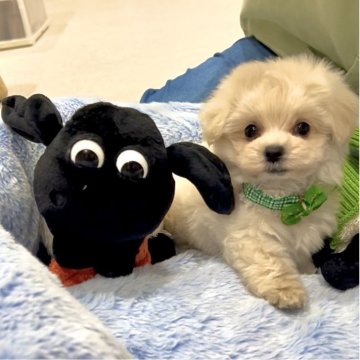 マルプー(トイプードル×マルチーズ)【熊本県・男の子・2025年8月23日・クリーム】の写真「💖賢く可愛さ満点な将来有望💕ドワーフタイプ」