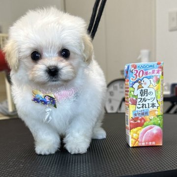 マルプー(トイプードル×マルチーズ)【熊本県・女の子・2025年8月23日・ホワイト】の写真「お目々キュルキュル✨🥹💘とっても可愛い子です」