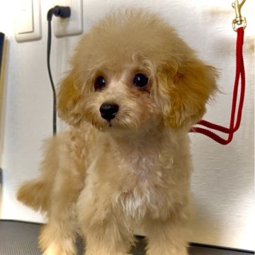 トイプードル(タイニー)【熊本県・男の子・2025年2月2日・アプリコット】の写真「おとなしく愛嬌たっぷりの男の子🥰」