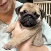 パグ
