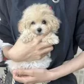 ティーカッププードル