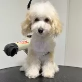 タイニープードル
