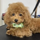 トイプードル(タイニー)