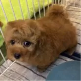 タイニープードル