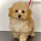 ティーカッププードル