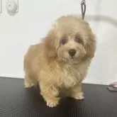 ティーカッププードル