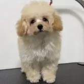 ティーカッププードル