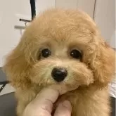 タイニープードル