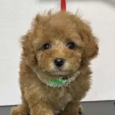 タイニープードル