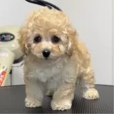 ティーカッププードル