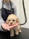 ティーカッププードル【熊本県・女の子・2024年11月7日・シャンパンからホワイトになります。】の写真3