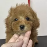 タイニープードル【熊本県・男の子・2025年5月30日・レッド】の写真3