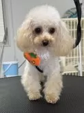 ティーカッププードル【熊本県・女の子・2024年11月16日・アプリコット、シャンパン】の写真3「人懐こいです😭💘💘💘💖」