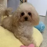 ティーカッププードル【熊本県・女の子・2024年11月16日・アプリコット、シャンパン】の写真5