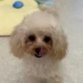 ティーカッププードル【熊本県・女の子・2024年11月16日・アプリコット、シャンパン】の写真6