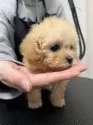 ティーカッププードル【熊本県・女の子・2024年11月7日・シャンパンからホワイトになります。】の写真6