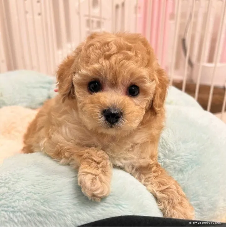 ID：2212-04196の子犬