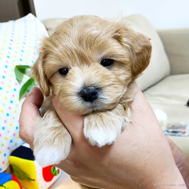 ID：2209-01269の子犬