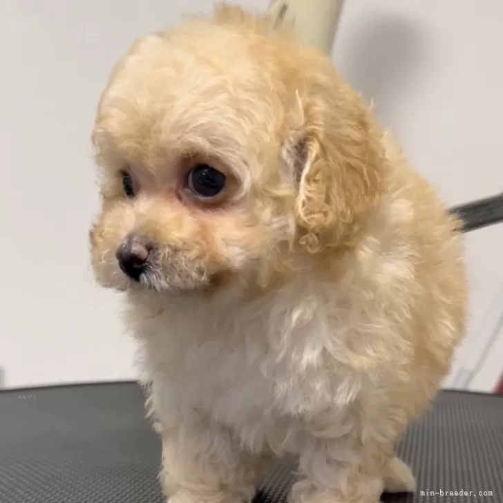 ID:2410-04669の子犬