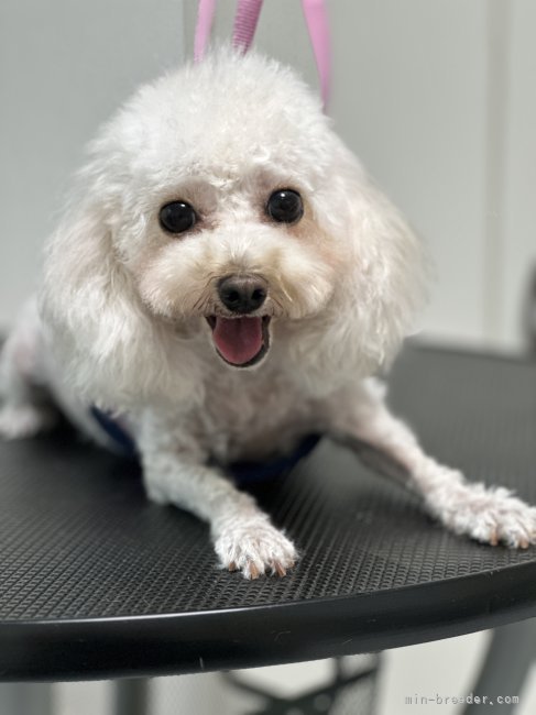 ティーカッププードル【・女の子・2022年10月20日・シャンパン】「ティーカップの小さなお母さんです🥰とっても美人さんでドワーフタイプになります。」