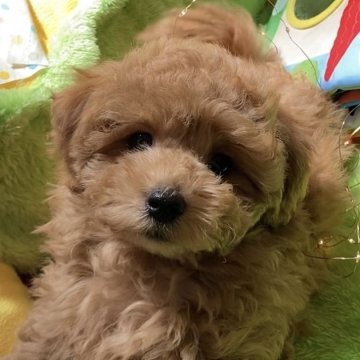 マルプー(マルプー×マルプー)【熊本県・男の子・2024年1月3日・アプリコット&ホワイト】の写真「沢山遊んで元気なぼくです❣️賢いタイプですよ🥰」